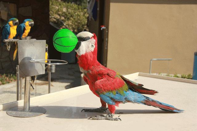 神奇动物狂欢乐园,神奇动物嘉年华武汉汉阳