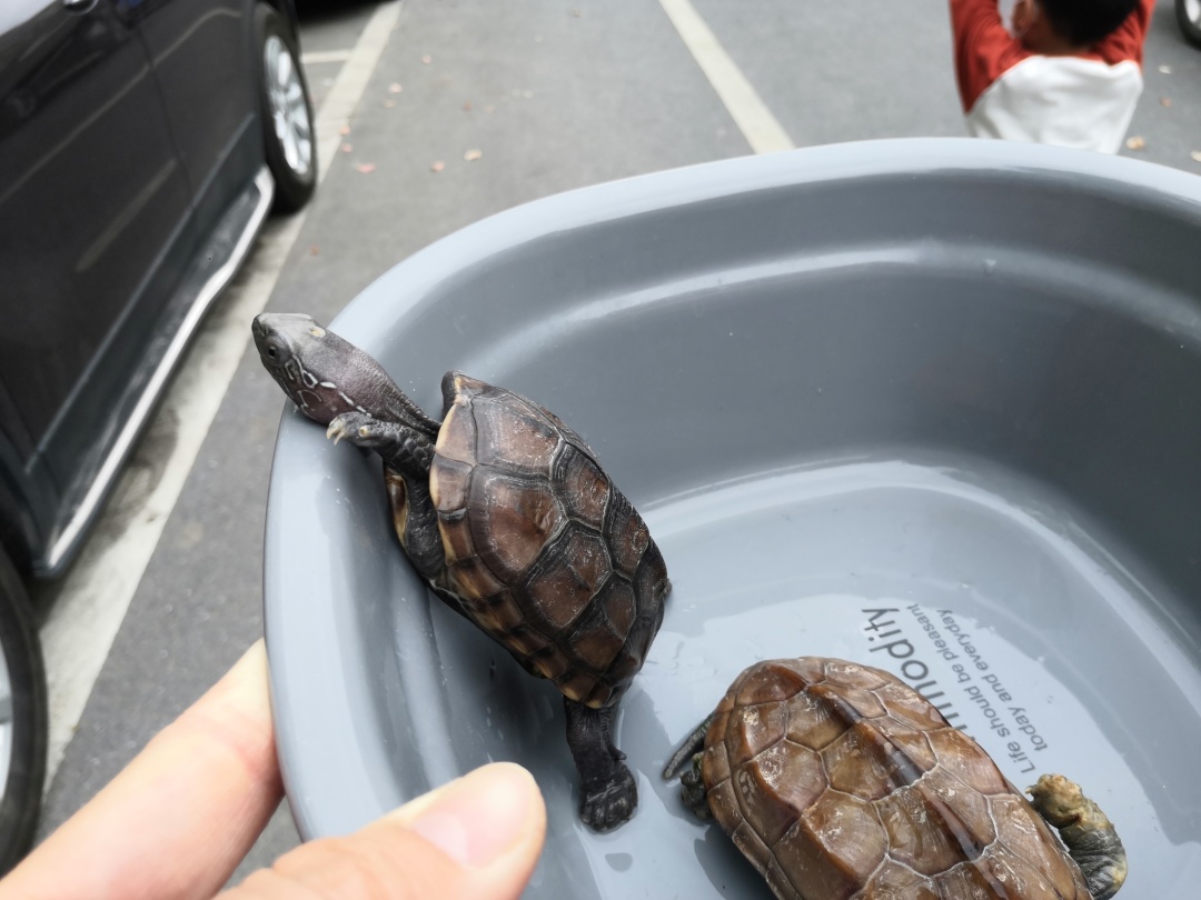 “熬过了天灾,却没躲过*祸人**!”放生成了送命,对不起,小乌龟