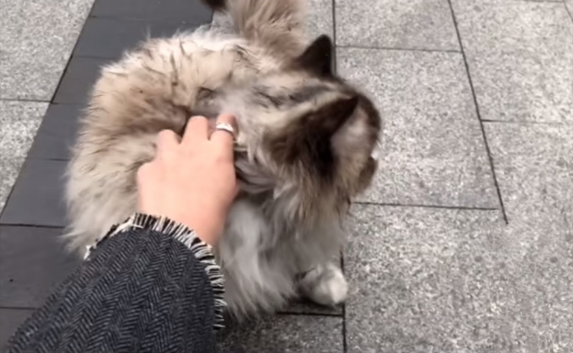 下水道里的猫，向好心人招手，从此改变了猫生