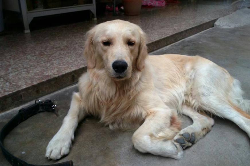 狗狗怎么增肥金毛,金毛偏瘦如何养胖吃得也多