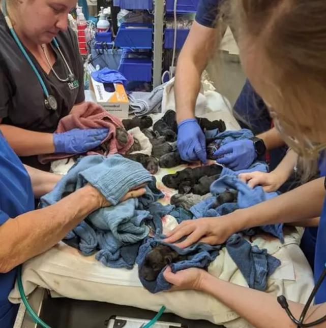 母爱的伟大12年生9个孩子,母爱伟大狗狗救自己的孩子视频