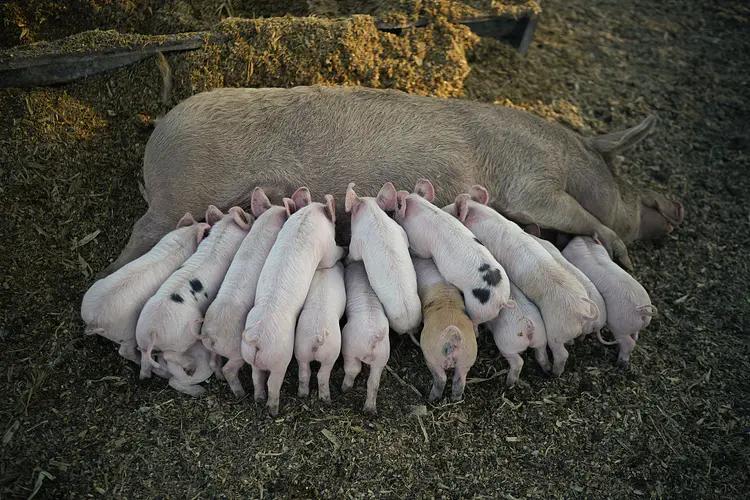 母猪生仔太多奶不够吃怎么办,母猪下崽后奶少用什么方法最好