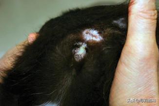 猫子宫蓄脓还能生崽,猫的子宫蓄脓