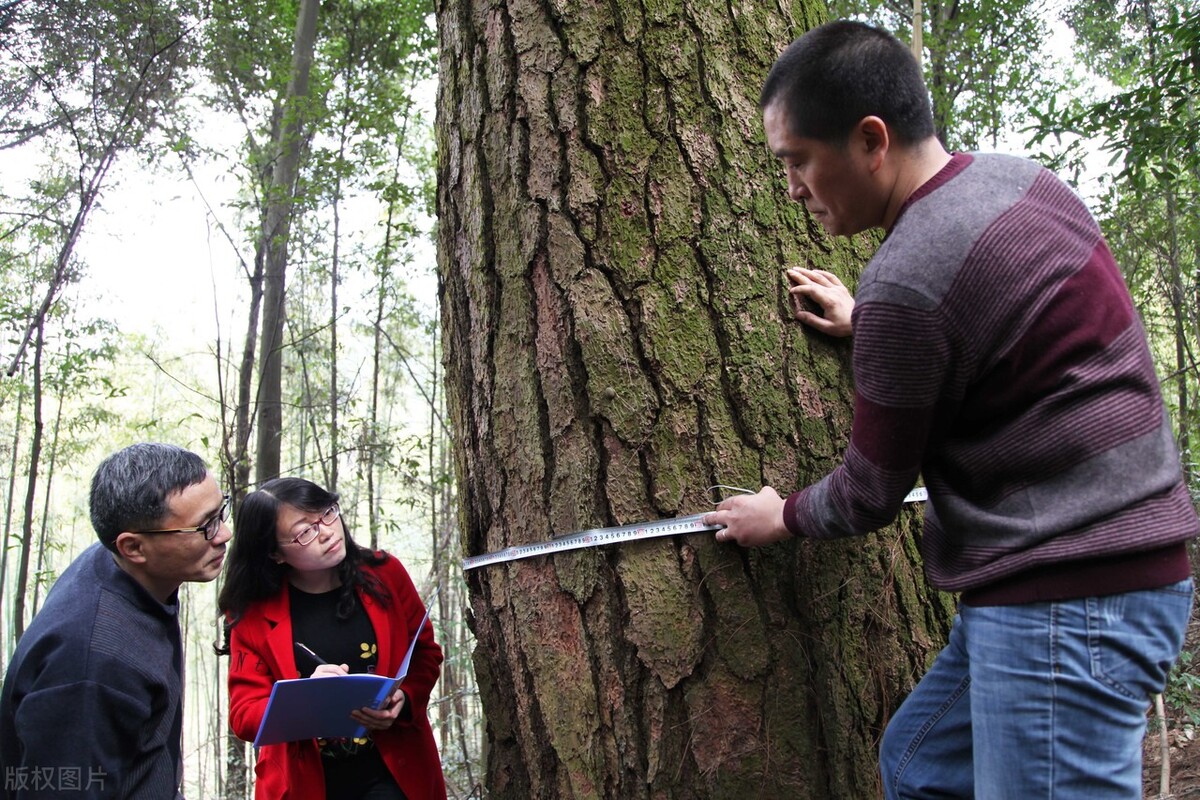 正宗的松花粉有什么特征,松花粉有很多神奇之处
