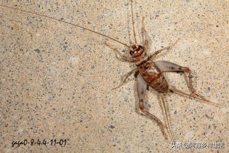 蟋蟀可以卖多少钱一只最便宜的,一个普通蟋蟀能卖多少钱