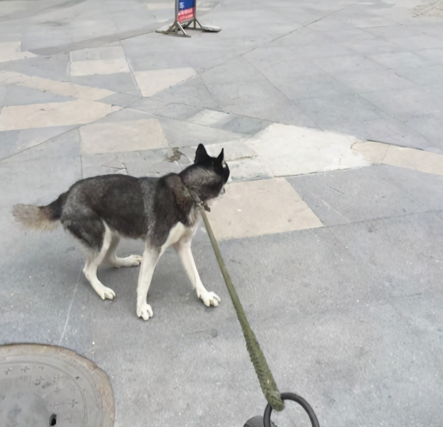 夏天哈士奇怎么降温,夏天如何给哈士奇避暑