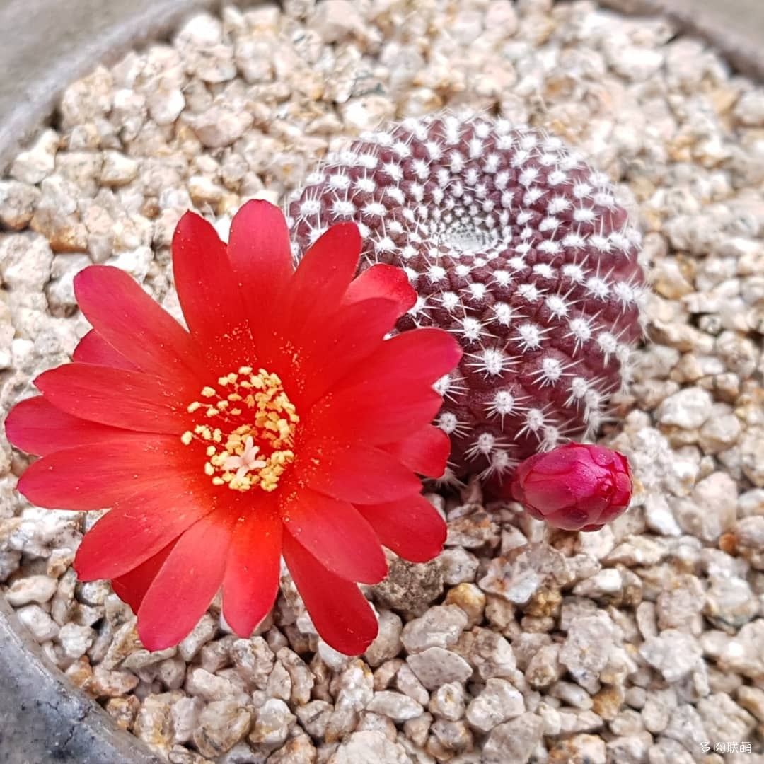 韩国大棚多肉,肉叔带你走遍韩国多肉大棚