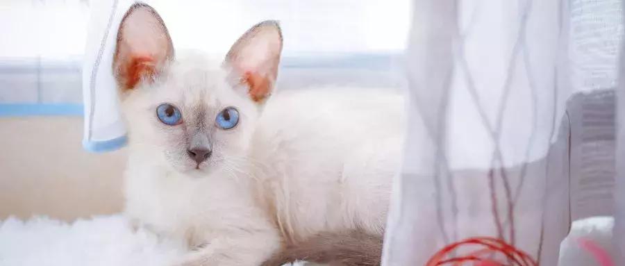 宠物市场买狗注意事项,寄养宠物注意事项