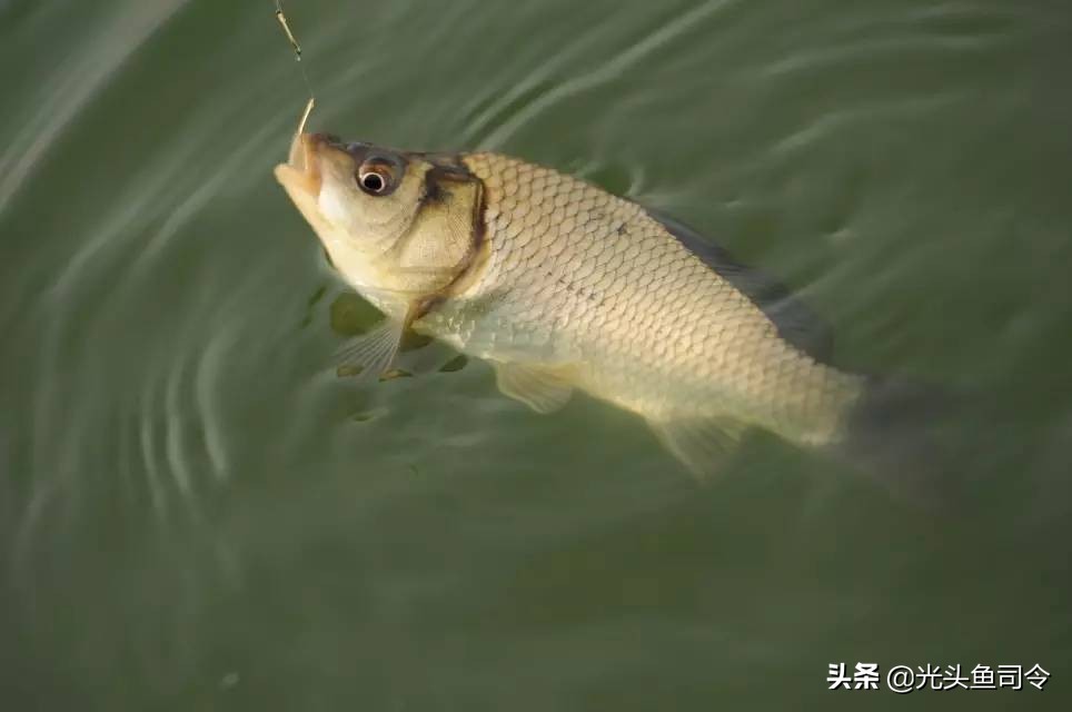 抛竿主线用几号线最好,抛竿主线跟子线怎么搭配最合理