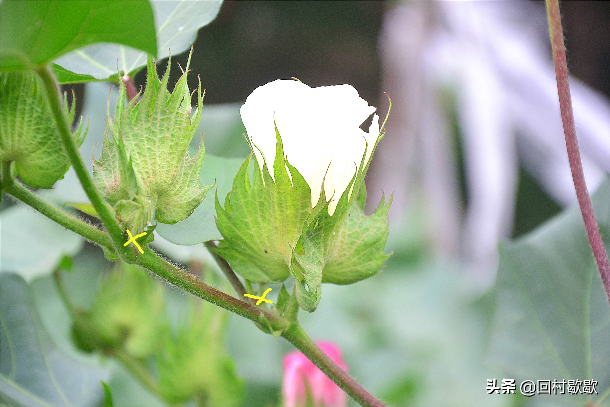 棉花打缩节胺叶片大的原因,棉花打缩节胺好处