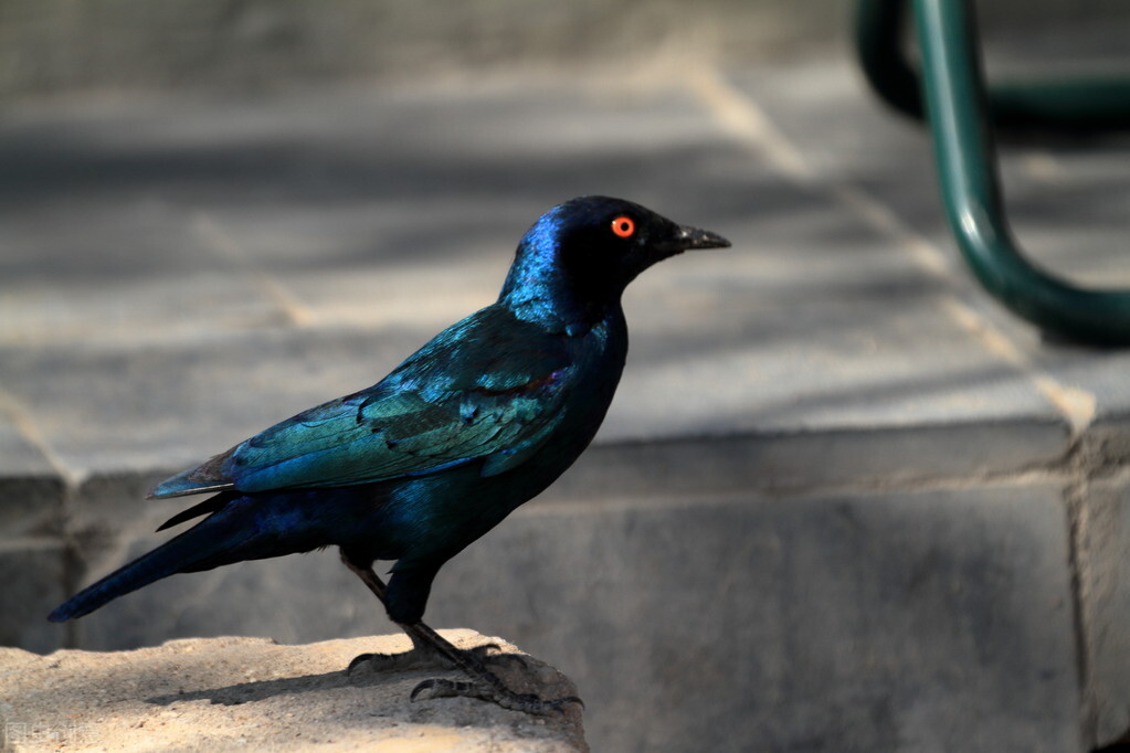 八哥拉稀怎么办但是很活泼,八哥喝水喝太多拉稀怎么办