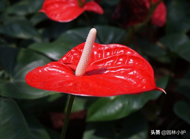 最旺家的5种植物家里养一盆,八种植物招财又旺宅一定要养一盆