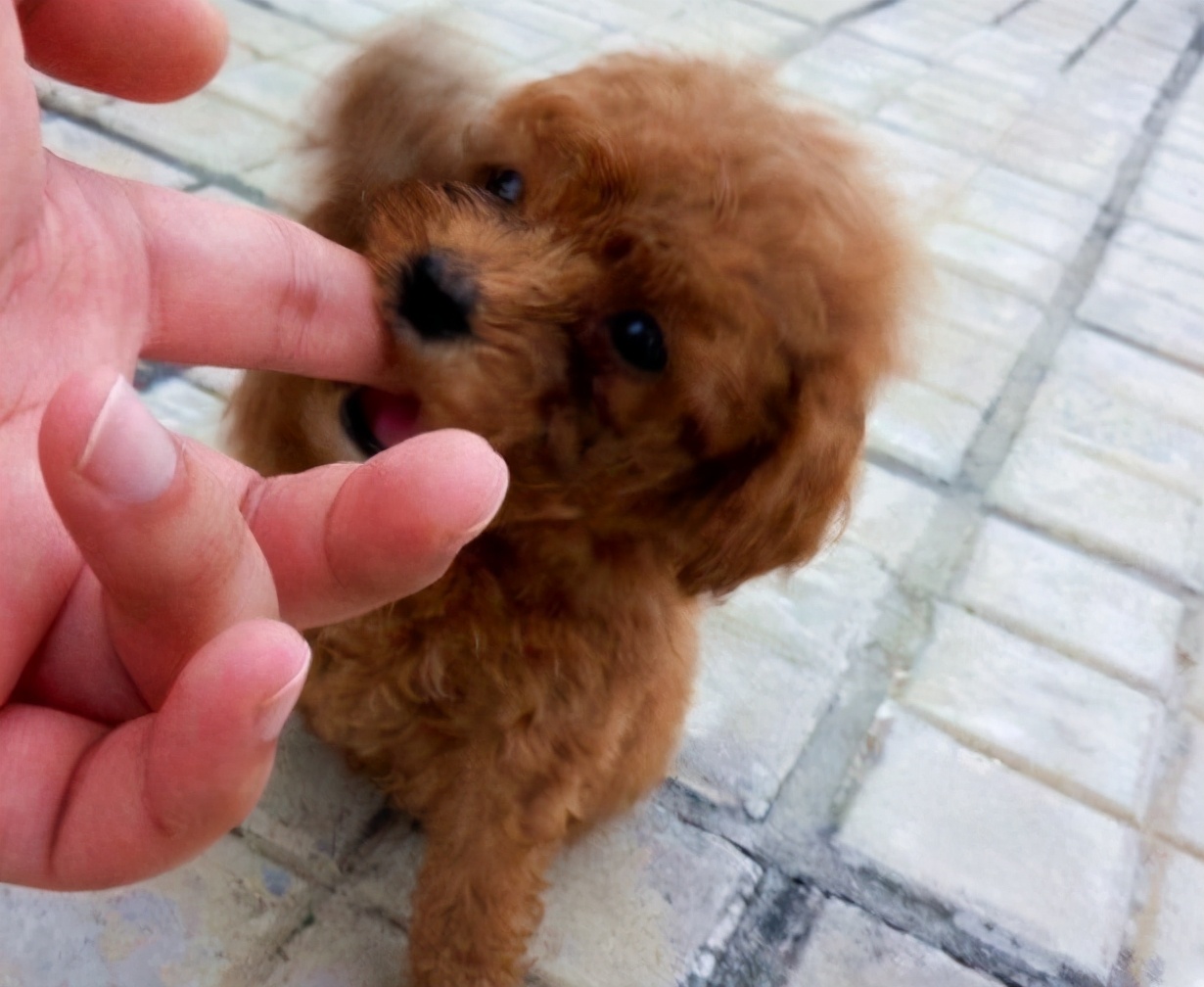 泰迪犬咬主人咋办,泰迪犬老是咬自己怎么回事