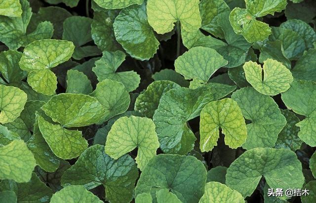 哪个地区的积雪草最好,什么地方有积雪草