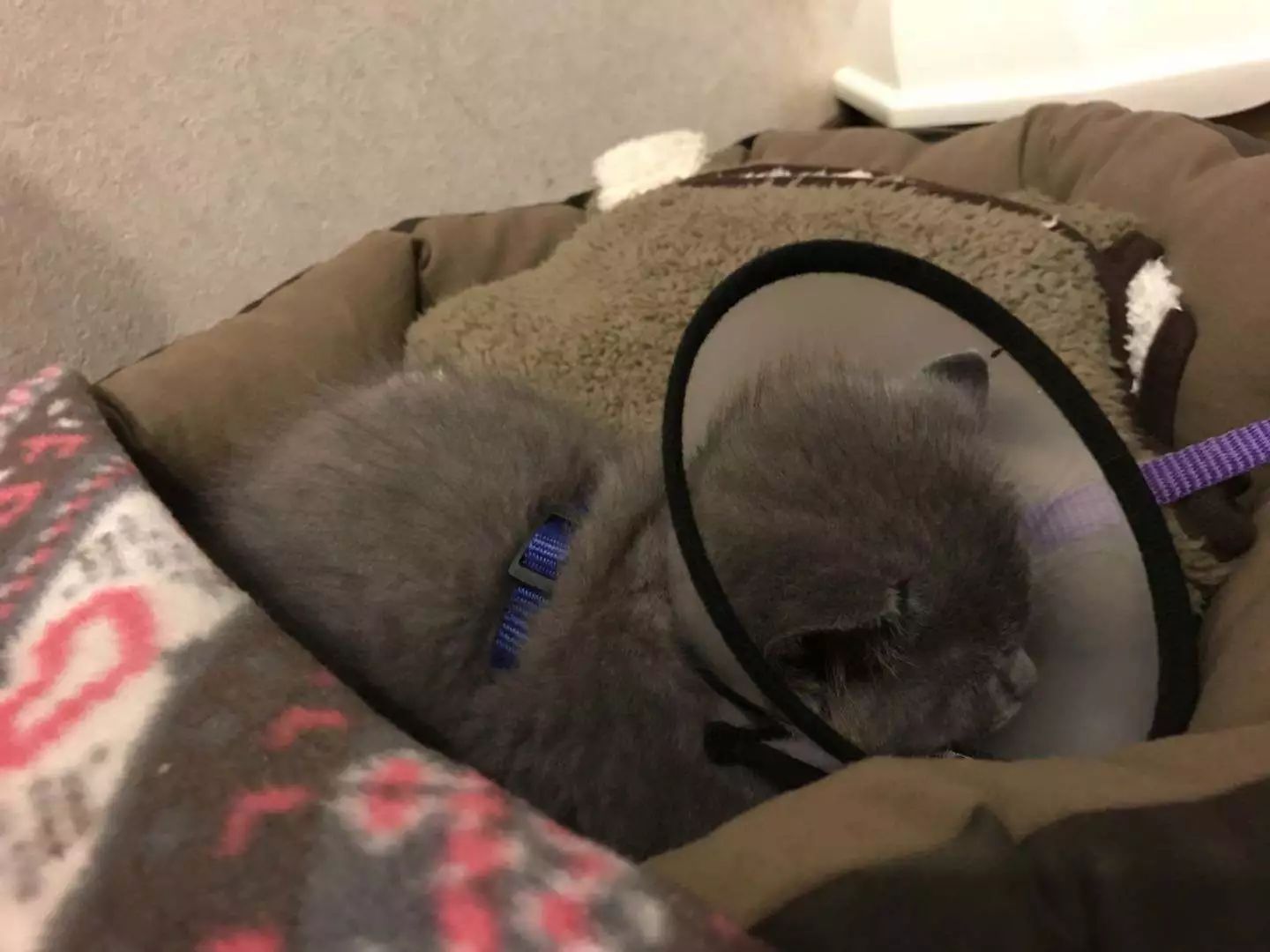 辟谣猫咪真的会记仇吗,猫咪生病怎么给猫咪保暖