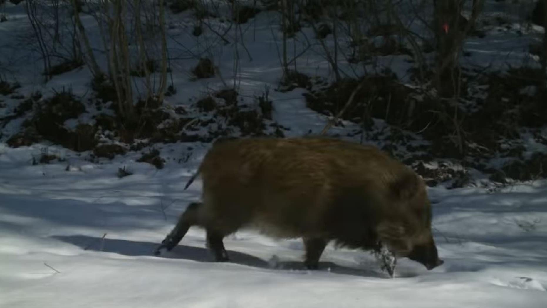 福岛核泄漏引起的癌症,日本福岛核辐射事件