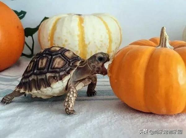 大乌龟从一米的地方摔下来有事吗,大乌龟从高处摔下壳裂出血会死吗