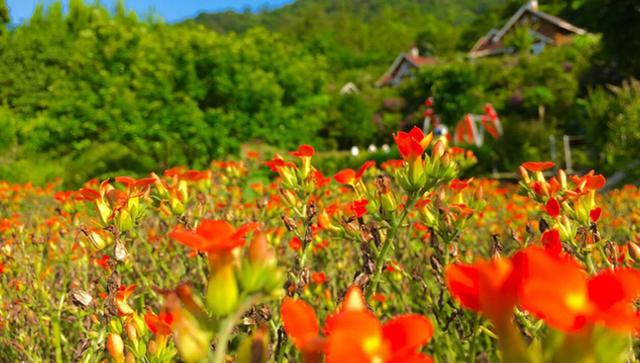 云浮新兴天露山游,云浮新兴天露山景点要门票吗
