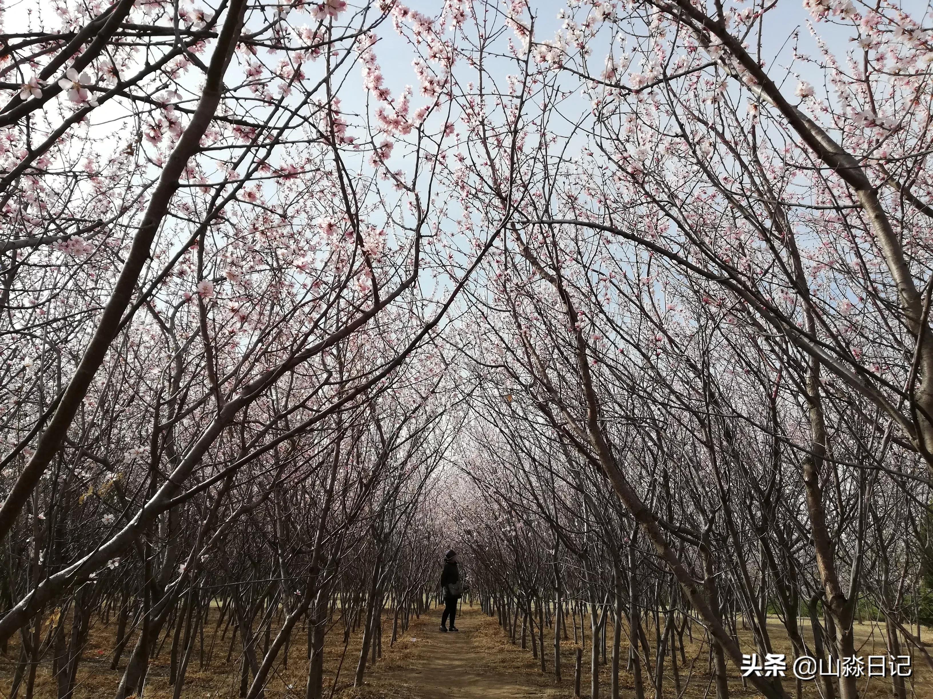 桃花，柳树，父子