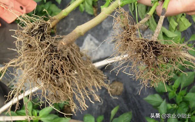 根腐病烂根死苗怎么治,烂根死苗怎么治