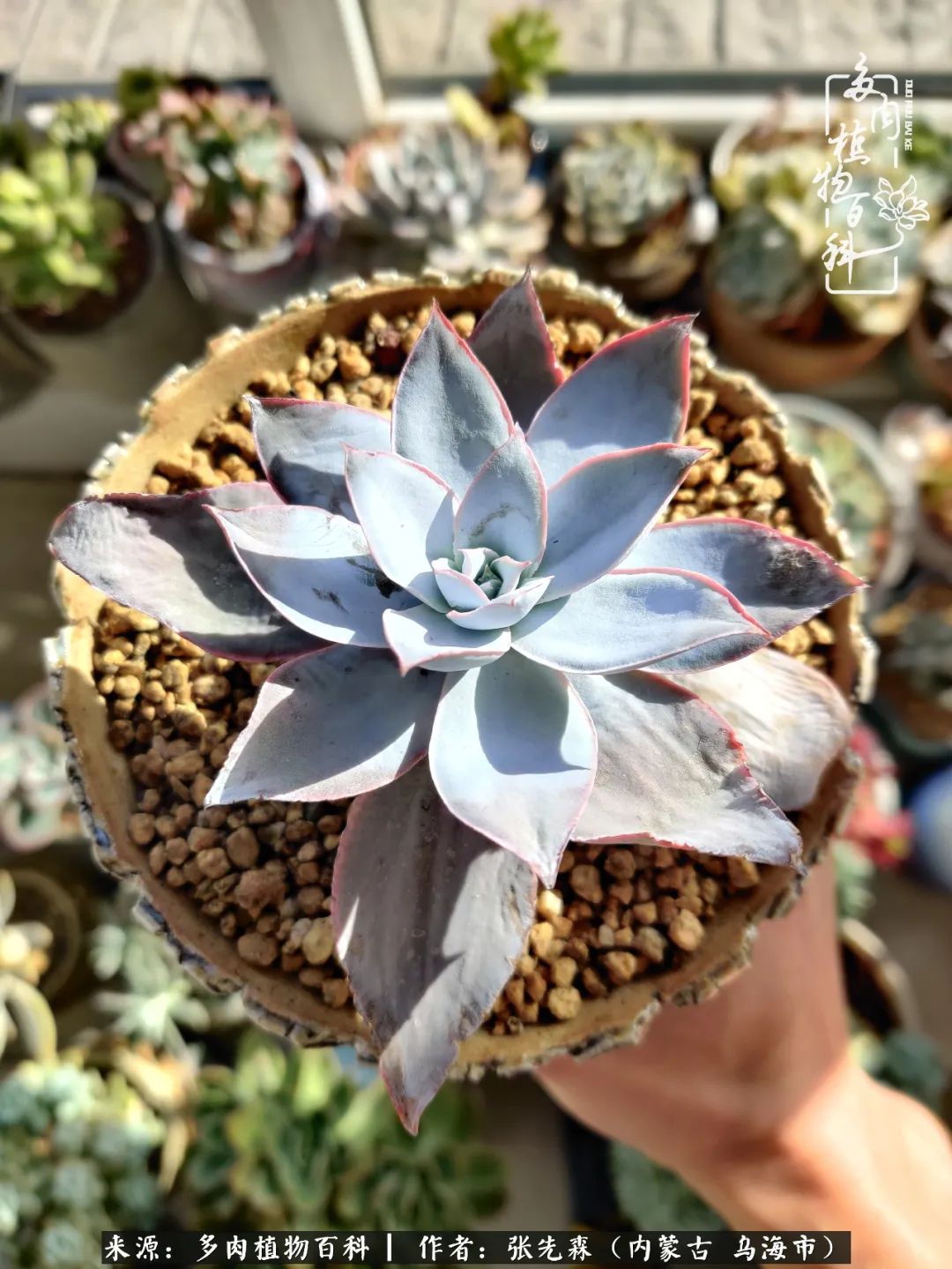 吸取教训，不断探索，英语老师的多肉碎碎念