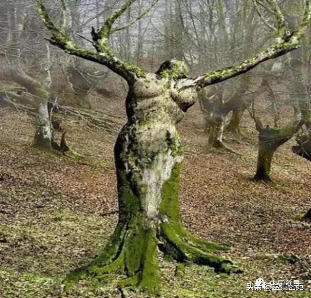 老树桩的造形特征有哪些,论述树桩盆景主要流派的艺术特点