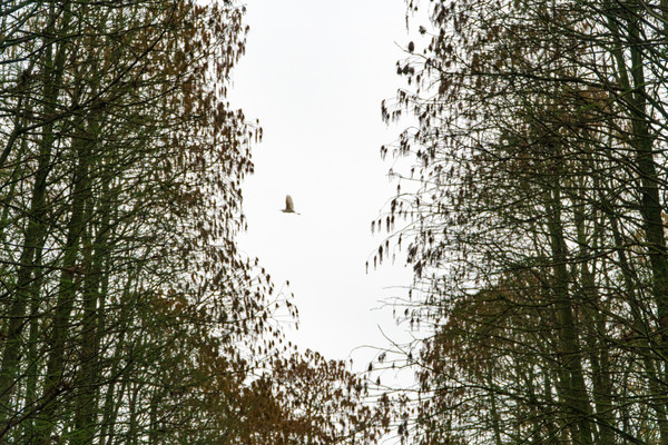 踏春赏花正当时，打卡千垛水上油菜花！玩转兴化景点美食全攻略