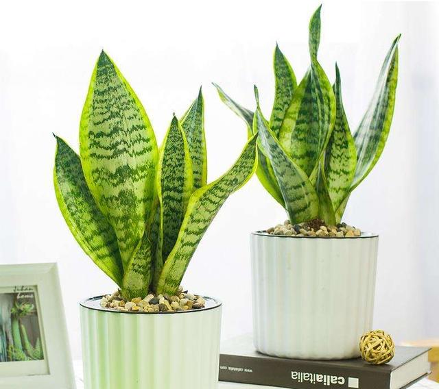 不适合家庭室内养的花与绿植,室内养花什么花最好养又对身体好