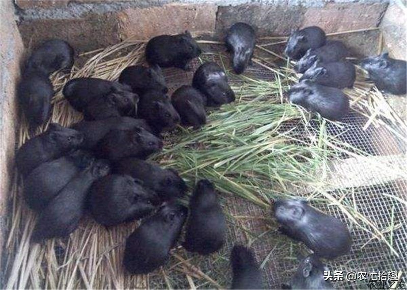 养两三只狗能赚钱不,养几头猪一年能挣5万