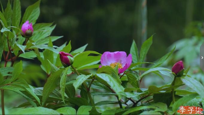 李子柒消失的55天鲜花宴,李子柒火到全球的视频