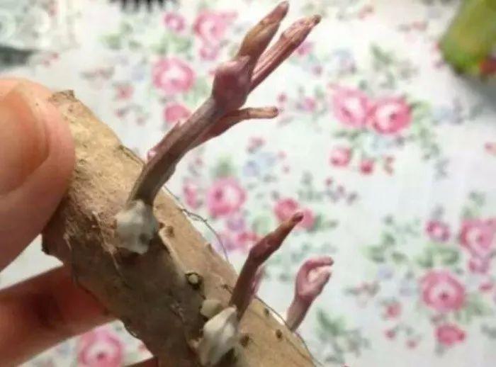 山药发出来的嫩芽能不能吃,山药长出的嫩芽能吃吗