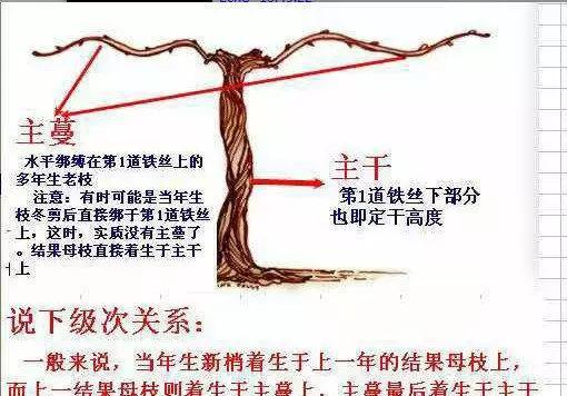 葡萄种植技术基本知识,葡萄种植技术视频培训