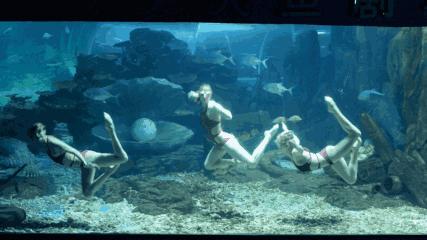 二月份临沂海洋世界主题公园,临沂海洋世界门票哪些人免票