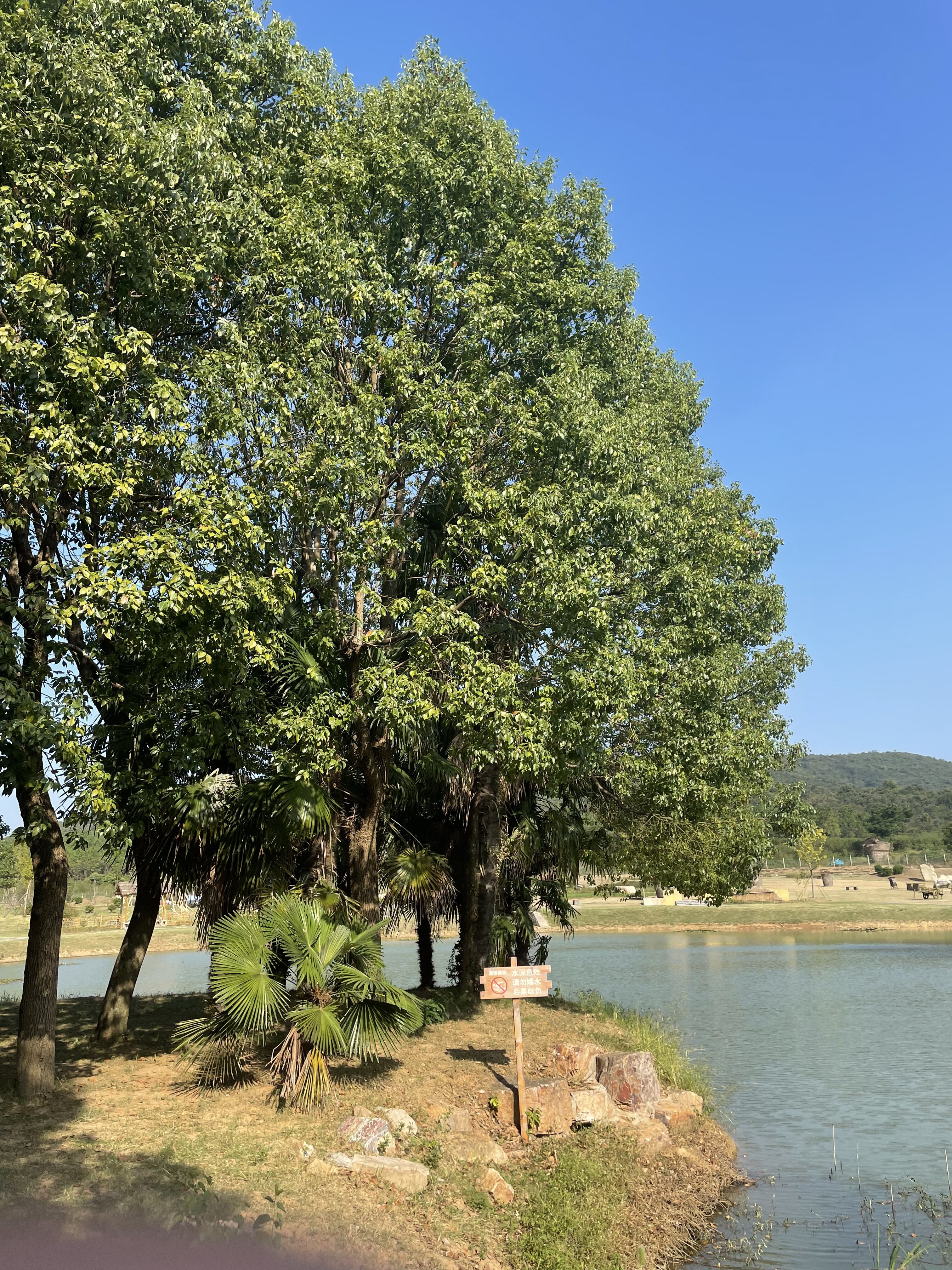 合肥四季花海公园属于几a级景区,合肥滨湖四季花海怎么坐车去