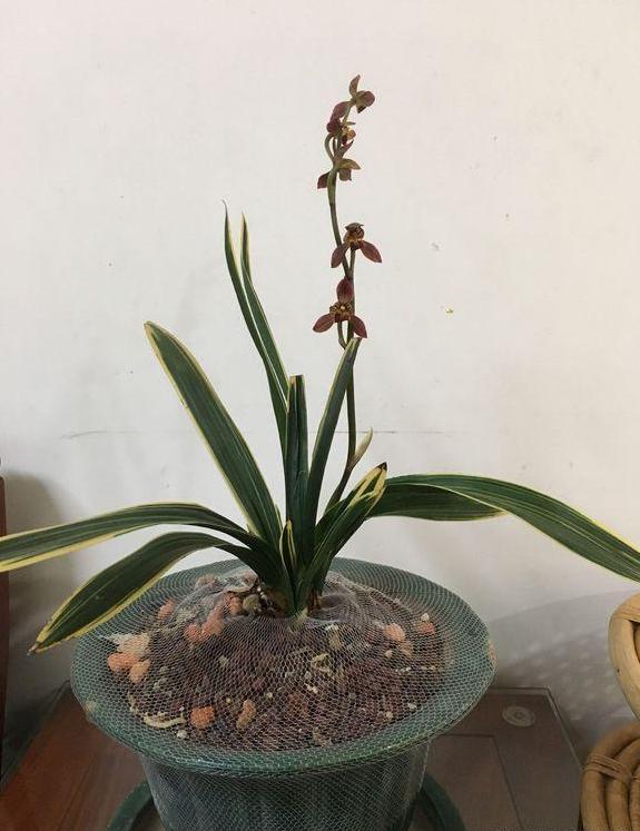 带金边的墨兰开花图片,金边兰花都有什么颜色的花