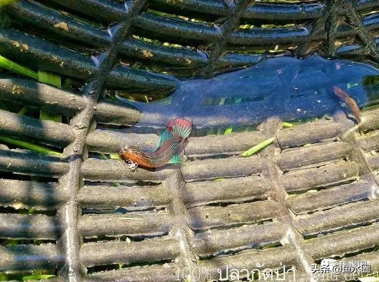 泰国斗鱼和中国斗鱼的杂交品种,中国斗鱼与泰国斗鱼哪个更厉害