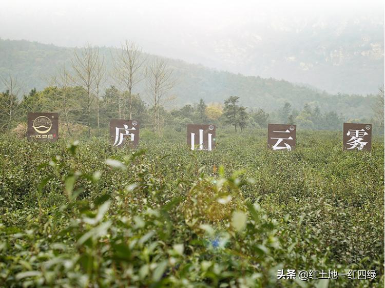 庐山云雾解读,庐山云雾短文图片