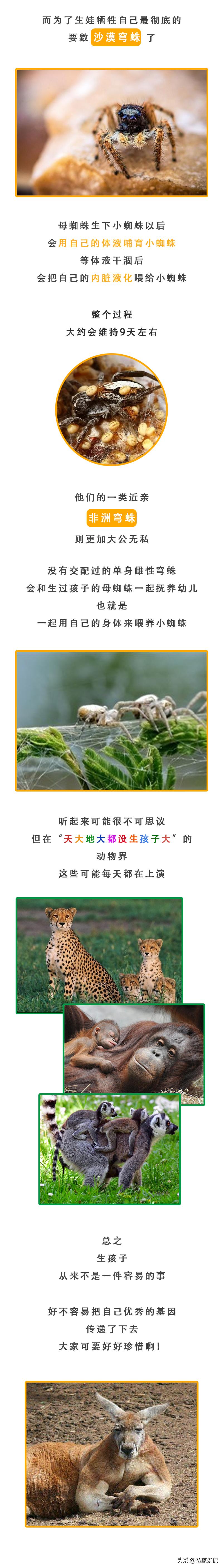 动物世界生蛋的过程,动物世界奇特的分娩方式