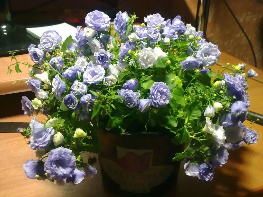 风铃草的品种有哪些,花店买的风铃花怎么养