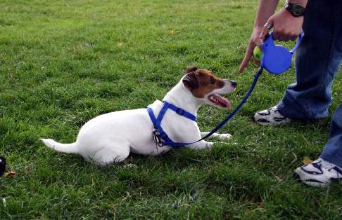 狗狗唤回训练的方法,训练狗狗叫的方法