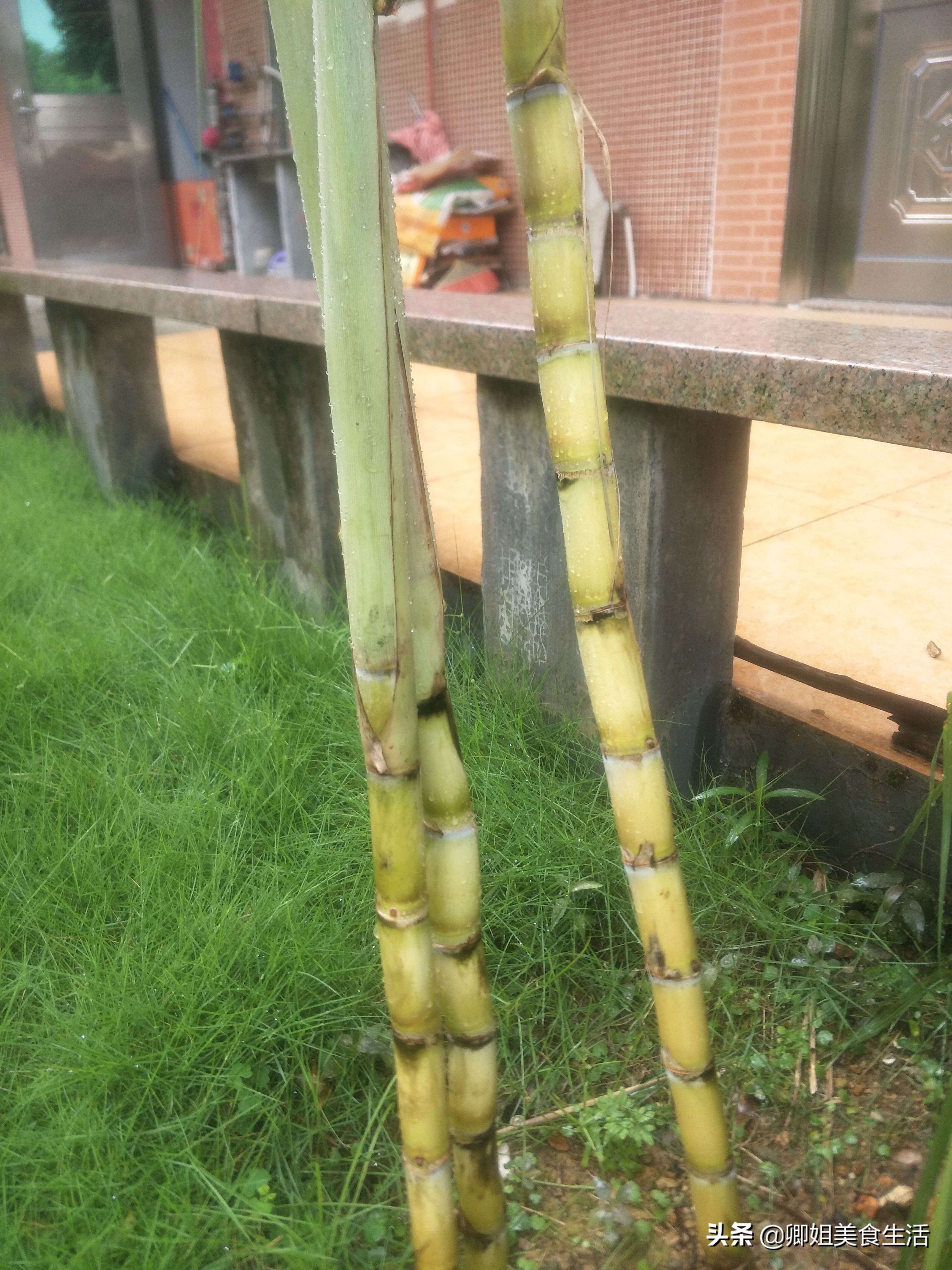 做广东滋补御寒羊肉煲，去腥法宝独家分享