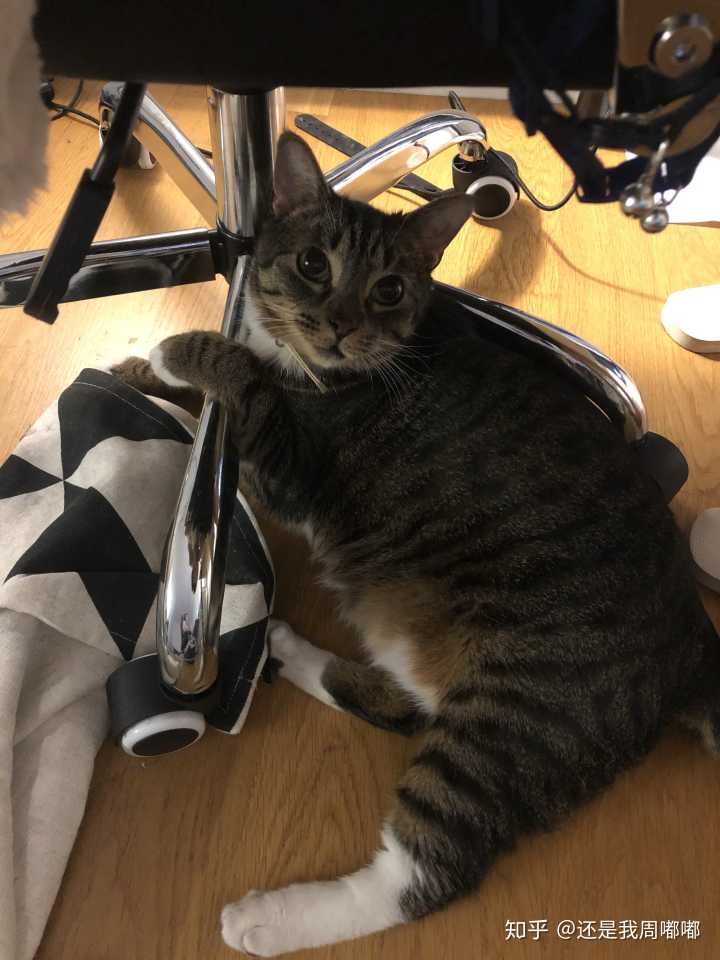 明明不胖却总是被人说胖,明明不胖但看起来胖