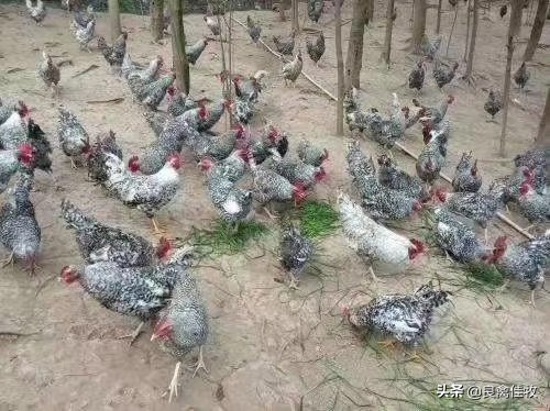 土方治鸡感冒详细介绍两个方法，省钱