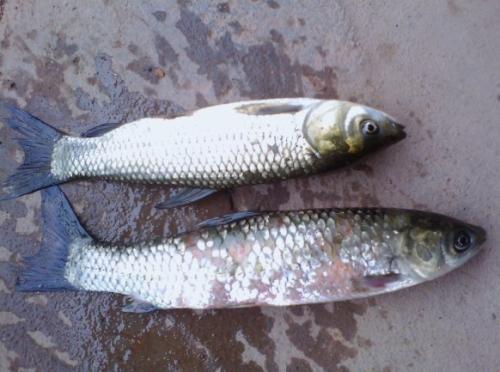 鱼类生病症状图片,天气热鱼塘死鱼是什么原因造成的