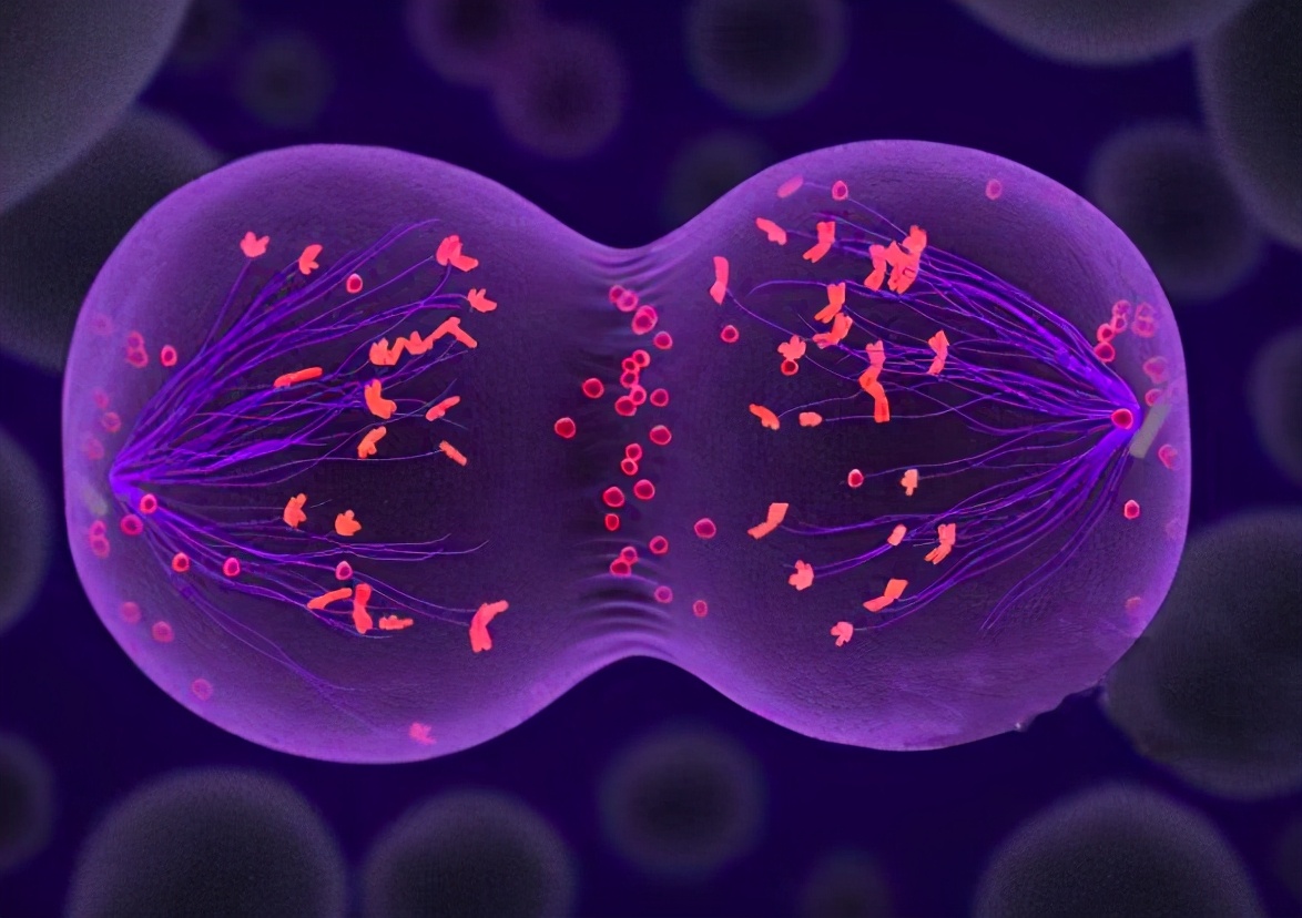 还在相信“生男生女药”?决定孩子性别的是爸爸的精子