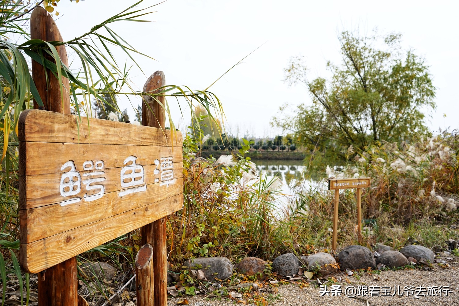 南京燕雀湖水杉林,南京秋天水杉林