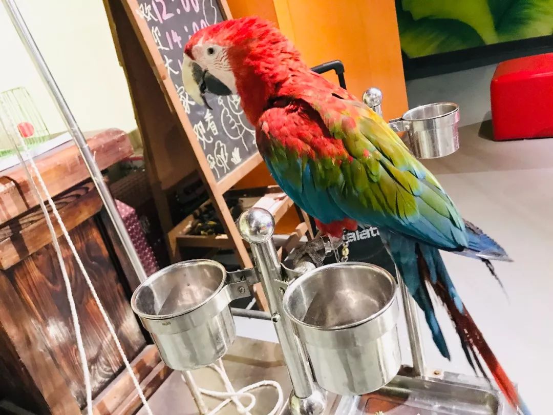 亲子必打卡动物园,动物园观赏园萌宠乐园等你打卡