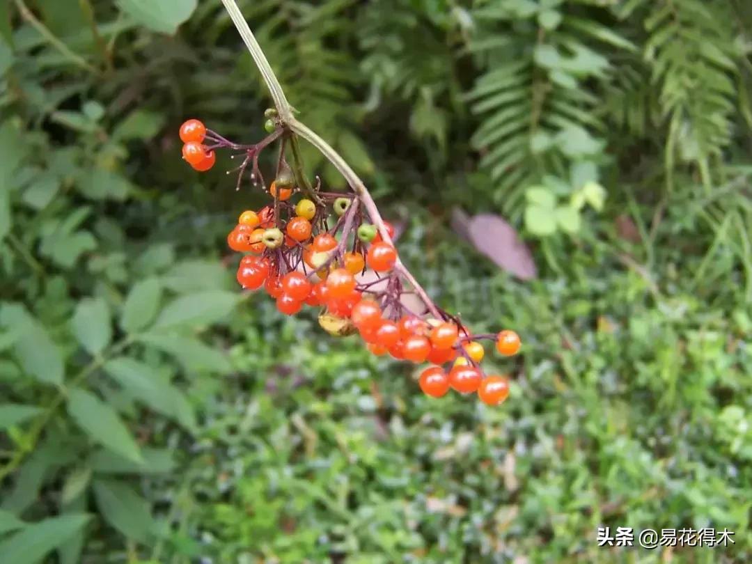 珍稀又漂亮的国家级保护植物,国家重点保护野生植物女神之花