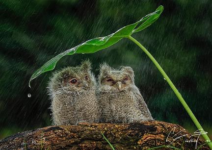 又要下雨了小鸟怎么办,雨这么大该怎么走