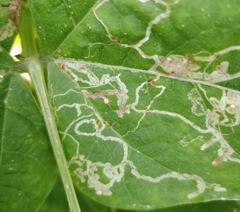 豆角斑潜蝇怎么彻底消灭,豇豆肥害怎么挽救